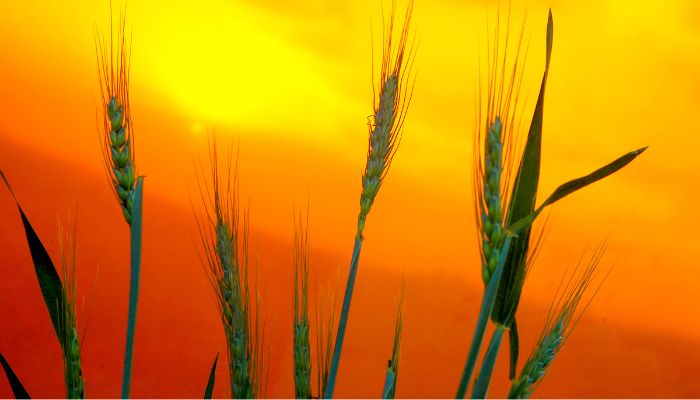  Boletim Agrometeorológico analisa seca de agosto e cenário agrícola do Paraná